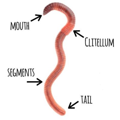 Why Does Worms Remain a Timeless Classic Despite Its Seemingly Simple Premise?